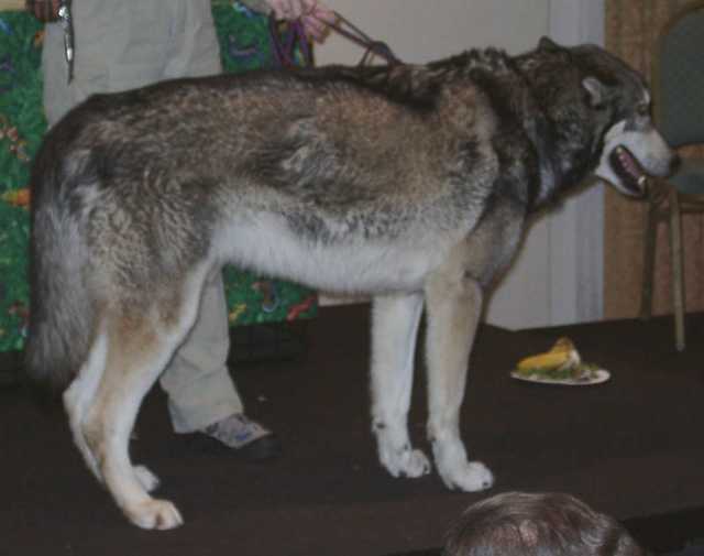 wolf14