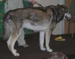 wolf14