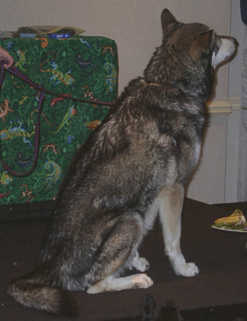 wolf15