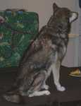 wolf15